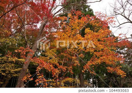 Autumn leaves of Chusonji Autumn leaves of Chusonji 104493083