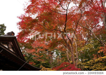 Autumn leaves of Chusonji 104493084
