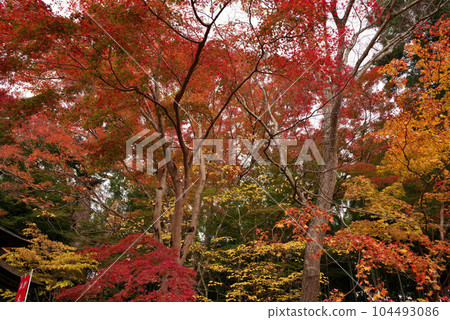 Autumn leaves of Chusonji 104493086