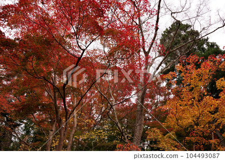 Autumn leaves of Chusonji Autumn leaves of Chusonji 104493087