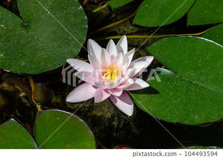 Water Lily in a pond 104493594