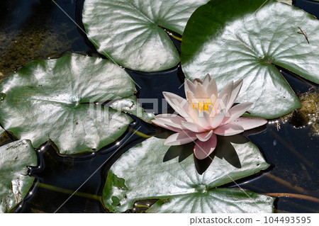 Water Lily in a pond Water Lily in a pond 104493595