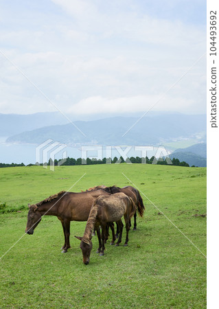 Miyazaki Ma 104493692