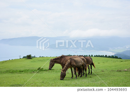 Miyazaki Ma 104493693