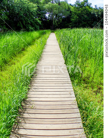 用對角魚眼鏡頭拍攝的初夏清爽的矢川綠地（立川市）的風景 東京 57 個名泉 104494048