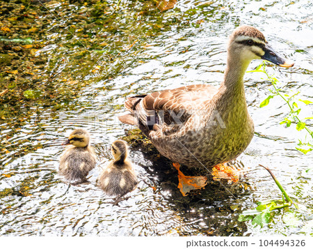 A view of a family of ducks in Yagawa Ryokuchi (Tachikawa City) with clear spring water in early summer 57 famous spring waters in Tokyo 104494326