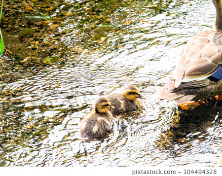 A view of a family of ducks in Yagawa Ryokuchi (Tachikawa City) with clear spring water in early summer 57 famous spring waters in Tokyo A view of a family of ducks in Yagawa Ryokuchi (Tachikawa City) with clear spring water in early summer 57 famous spring waters in Tokyo 104494328