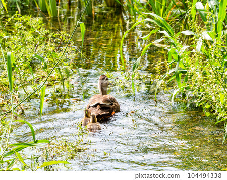 初夏泉水清澈的八川綠地（立川市）鴨子一家的景色 東京57處名泉 104494338