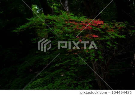 Autumn leaves 104494425