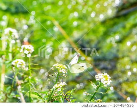 初夏泉水清澈的矢川綠地（立川市），白蝴蝶的風景 東京57處名泉 104494556