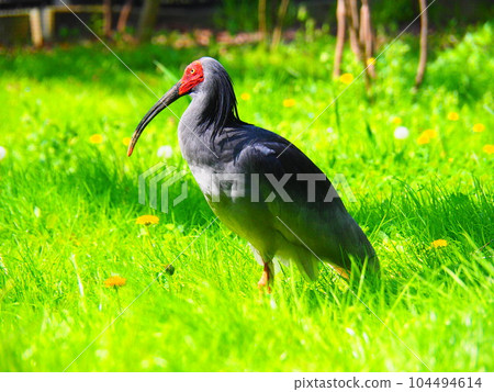 朱鹮在草叢中眺望遠方 104494614