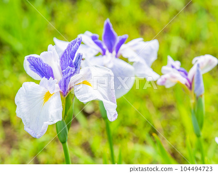 初夏清爽風景：五彩繽紛的鳶尾花盛開 104494723