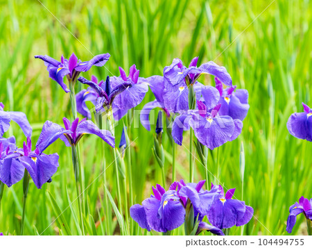 Refreshing early summer scenery: Colorful and gorgeous irises in full bloom 104494755