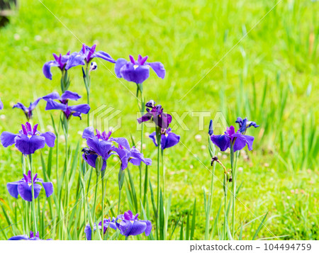 Refreshing early summer scenery: Colorful and gorgeous irises in full bloom 104494759