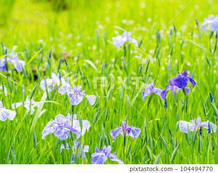 初夏清爽風景:五彩繽紛的鳶尾花盛開 初夏清爽風景:五彩繽紛的鳶尾花盛開 104494770