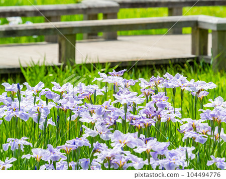 Refreshing early summer scenery: Colorful and gorgeous irises in full bloom 104494776