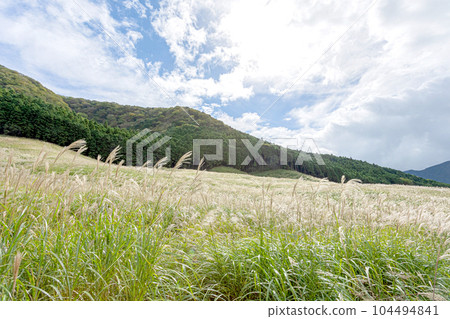 Hakone Sengokuhara Susuki Grass Field in Autumn 104494841