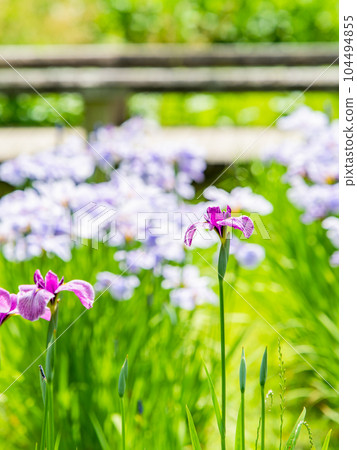 Refreshing early summer scenery: Colorful and gorgeous irises in full bloom 104494855