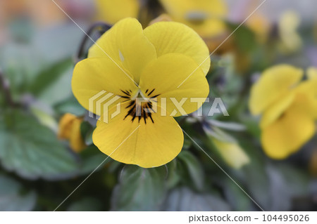 Yellow viola flower Yellow viola flower 104495026
