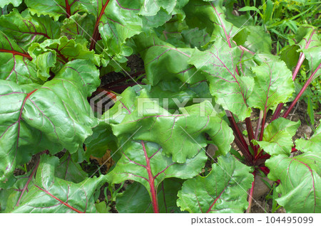 beet leaves in the sun beet leaves in the sun 104495099