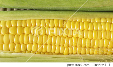 收穫的玉米特寫 104495101