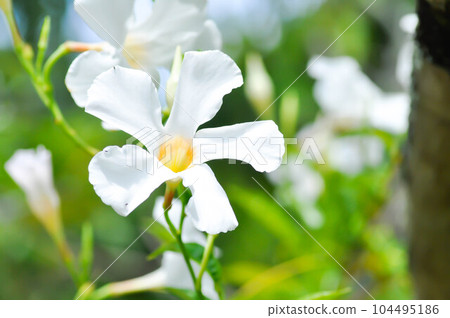 ipladenia or Mandevilla x amabilis or Hort Buck or Alice du Pont or Apocynaceae plant or white flower ipladenia or Mandevilla x amabilis or Hort Buck or Alice du Pont or Apocynaceae plant or white flower 104495186