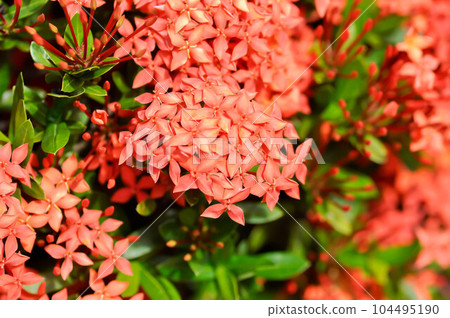 Ixora chinensis Lamk, Ixora spp or Zephyranthes or West Indian Jasmine 104495190