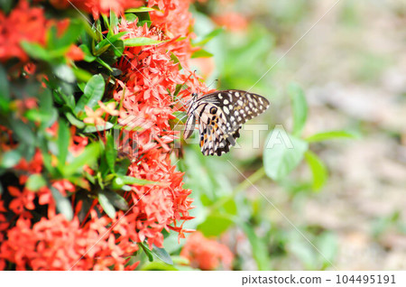 butterfly on Ixora chinensis Lamk, Ixora spp or Zephyranthes or West Indian Jasmine 104495191