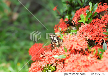 butterfly on Ixora chinensis Lamk, Ixora spp or Zephyranthes or West Indian Jasmine 104495192