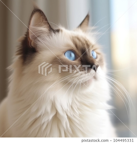 Portrait of a Birman cat sitting in a light room beside a window. Closeup face of a beautiful Birman cat at home. Portrait of a cute Birman cat with sleek fur and blue eyes looking outside a window. 104495331