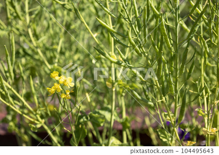 油菜花和油菜籽 104495643