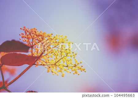 Branch of blossoming elder (Sambucus) flowers against the sky. Vintage color. Nature background. Elderberry bush Branch of blossoming elder (Sambucus) flowers against the sky. Vintage color. Nature background. Elderberry bush 104495663