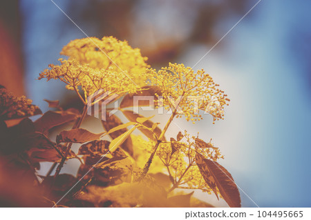 Branch of blossoming elder (Sambucus) flowers against the sky. Vintage color. Nature background. Elderberry bush Branch of blossoming elder (Sambucus) flowers against the sky. Vintage color. Nature background. Elderberry bush 104495665