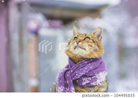 The cat wearing scarf outdoors in snowy winter 104495835