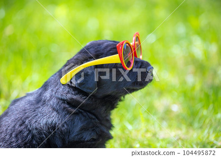 Funny Labrador retriever puppy gazes through the sunglasses. Dog playing outdoors in the grass in summer Funny Labrador retriever puppy gazes through the sunglasses. Dog playing outdoors in the grass in summer 104495872