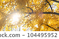 Yellow foliage, leaves sun light breaks through, autumn background. Golden leaves wind sway in fall season. Yellow tree leaf in colorful nature. Sunny bright october park 104495952