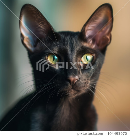 Portrait of a black Oriental Shorthair cat sitting in light room beside a window. Closeup face of a beautiful Oriental Shorthair cat at home. Portrait of cute cat with sleek fur looking at the camera. 104495970