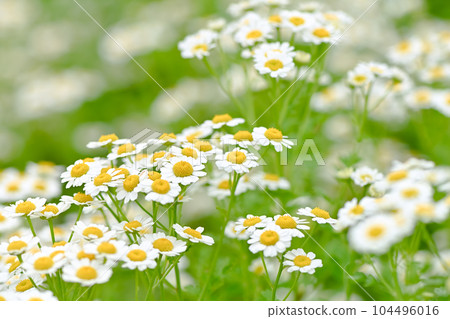 Feverfew Feverfew 104496016