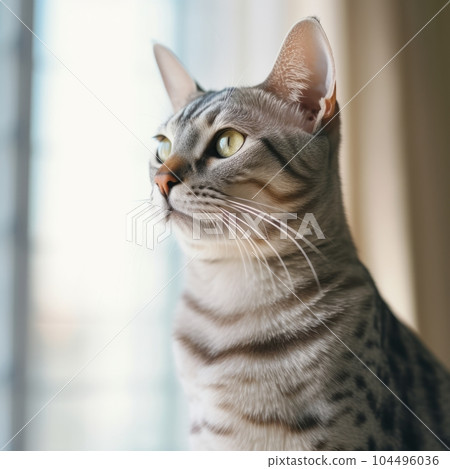 Portrait of a spotted silver Ocicat cat sitting in light a room beside a window. Closeup face of a beautiful striped Ocicat cat at home. Portrait of a cute gray cat with short fur looking out a window Portrait of a spotted silver Ocicat cat sitting in light a room beside a window. Closeup face of a beautiful striped Ocicat cat at home. Portrait of a cute gray cat with short fur looking out a window 104496036