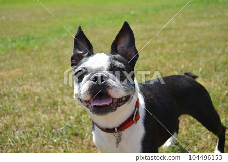 Boston Terrier on the lawn in sunny weather. 104496153