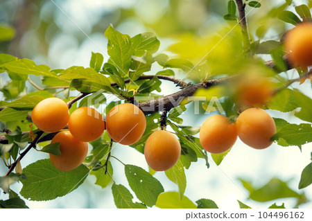 Branch of yellow plum in the orchard. Nature background. Plum orchard in summer Branch of yellow plum in the orchard. Nature background. Plum orchard in summer 104496162