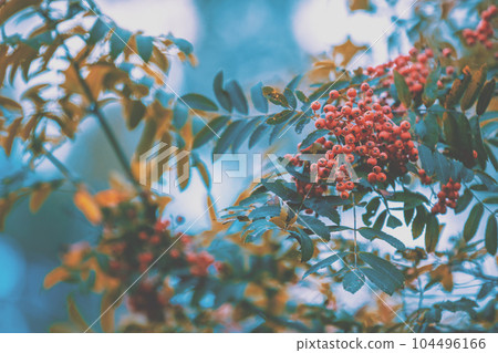 Red rowan on the branch against a blue sky. Red rowan tree. Nature background. Autumn concept 104496166