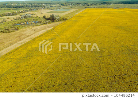 Summer rural landscape with sunflowers. Beautiful blooming sunflower field. Countryside. Aerial view. Nature background 104496214