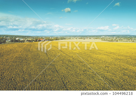 Summer rural landscape with sunflowers. Beautiful blooming sunflower field. Countryside. Aerial view. Nature background 104496218