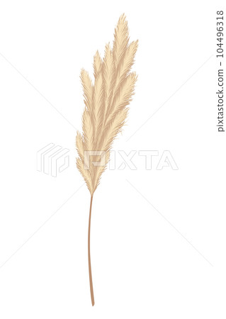 Pampas grass branches. Dry feathery head plumes, used in flower arrangements, ornamental displays, interior decoration, fabric print, wallpaper, wedding card. Golden ornament element in boho style Pampas grass branches. Dry feathery head plumes, used in flower arrangements, ornamental displays, interior decoration, fabric print, wallpaper, wedding card. Golden ornament element in boho style 104496318