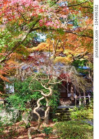 鎌倉覺園寺美麗的秋葉 104496382