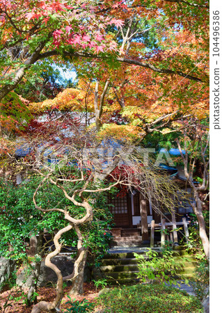 鎌倉覺園寺美麗的秋葉 鎌倉覺園寺美麗的秋葉 104496386