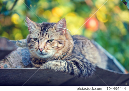 The Siberian cat lies on the metal roof of the booth in the yard The Siberian cat lies on the metal roof of the booth in the yard 104496444