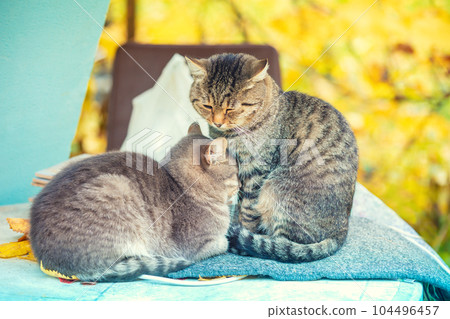 Two cats sleeping in the autumn garden Two cats sleeping in the autumn garden 104496457