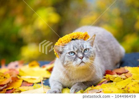 Portrait of a cat outdoors in autumn. Cat crowned flower chaplet and lying on yellow fallen leaves 104496459